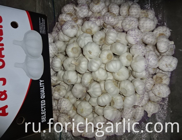 Pure White Garlic Fresh